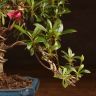 Бонсай Азалия 34 см фото 5 &mdash; Luxury Plants