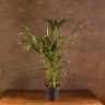 Ховея 100/19 фото 1 &mdash; Luxury Plants