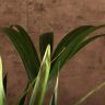 Ховея 100/19 фото 2 &mdash; Luxury Plants