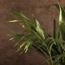Ховея 100/19 фото 3 &mdash; Luxury Plants