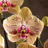 Орхидея Фаленопсис Мариола фото 1 &mdash; Luxury Plants