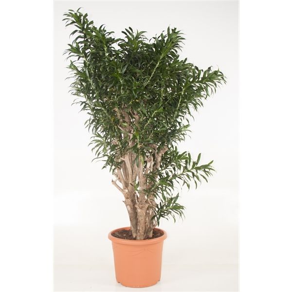 Драцена Рефлекса разветвленная 220/48 фото 1 &mdash; Luxury Plants