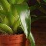 Вриезия оранжевая 45/12 фото 5 &mdash; Luxury Plants