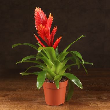 Вриезия оранжевая 45/12 &mdash; Luxury Plants