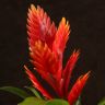 Вриезия оранжевая 45/12 фото 2 &mdash; Luxury Plants