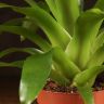 Вриезия оранжевая 45/12 фото 3 &mdash; Luxury Plants