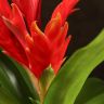 Вриезия оранжевая 45/12 фото 4 &mdash; Luxury Plants