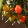 Кумкват 45/15 фото 4 &mdash; Luxury Plants