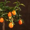 Кумкват 45/15 фото 2 &mdash; Luxury Plants