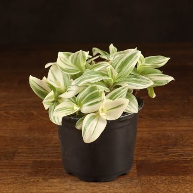 Трандесканция белоцветковая д10 &mdash; Luxury Plants