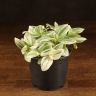 Трандесканция белоцветковая д10 фото 1 &mdash; Luxury Plants