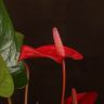 Антуриум Андрианум красный D12 фото 2 &mdash; Luxury Plants