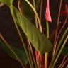 Антуриум Андрианум красный D12 фото 3 &mdash; Luxury Plants