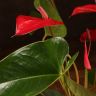 Антуриум Андрианум красный D12 фото 5 &mdash; Luxury Plants