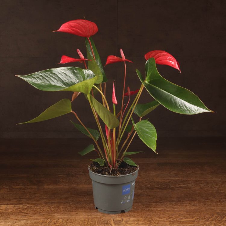 Антуриум Андрианум красный D12 фото 1 &mdash; Luxury Plants