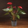 Антуриум Андрианум красный D12 фото 1 &mdash; Luxury Plants