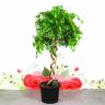 Фикус Экзотика двойная спираль 190/40 фото 1 &mdash; Luxury Plants