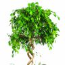 Фикус Экзотика двойная спираль 190/40 фото 4 &mdash; Luxury Plants