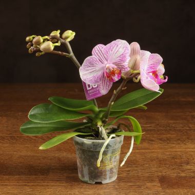Орхидея Фаленопсис мини Stripes D7 &mdash; Luxury Plants