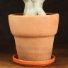 Адениум Ансу Баобаб в терракотовом горшке 30/20 фото 3 &mdash; Luxury Plants