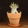 Адениум Ансу Баобаб в терракотовом горшке 30/20 фото 1 &mdash; Luxury Plants