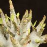 Адениум Ансу Баобаб в терракотовом горшке 30/20 фото 4 &mdash; Luxury Plants