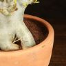Адениум Ансу Баобаб в терракотовом горшке 30/20 фото 5 &mdash; Luxury Plants