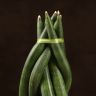 Сансевиерия цилиндрика косичка 45/12 фото 2 &mdash; Luxury Plants