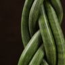 Сансевиерия цилиндрика косичка 45/12 фото 3 &mdash; Luxury Plants