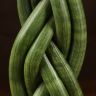 Сансевиерия цилиндрика косичка 45/12 фото 5 &mdash; Luxury Plants