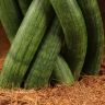 Сансевиерия цилиндрика косичка 45/12 фото 4 &mdash; Luxury Plants