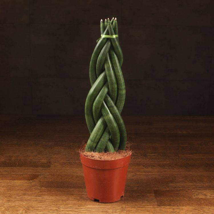 Сансевиерия цилиндрика косичка 45/12 фото 1 &mdash; Luxury Plants