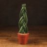 Сансевиерия цилиндрика косичка 45/12 фото 1 &mdash; Luxury Plants