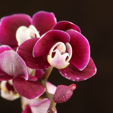 Орхидея Фаленопсис мини Каода Твинкл D7 &mdash; Luxury Plants