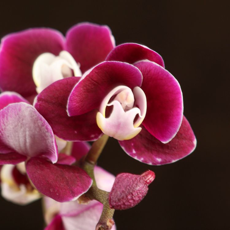 Орхидея Фаленопсис мини Каода Твинкл D7 фото 1 &mdash; Luxury Plants