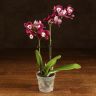 Орхидея Фаленопсис мини Каода Твинкл D7 фото 2 &mdash; Luxury Plants