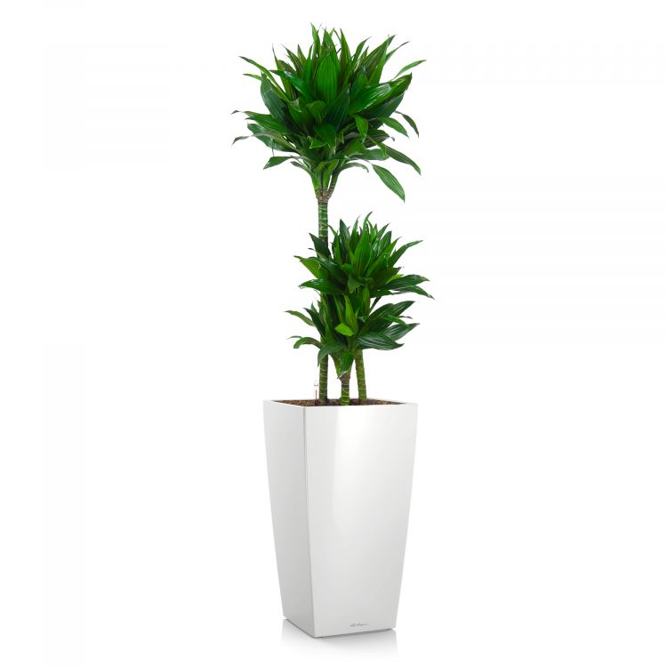 Драцена фрагранс Компакта 3 ст в кашпо Lechuza Cubico 30 фото 1 &mdash; Luxury Plants