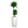 Драцена фрагранс Компакта 3 ст в кашпо Lechuza Cubico 30 фото 1 &mdash; Luxury Plants