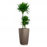 Драцена фрагранс Компакта 3 ст в кашпо Lechuza Cubico 30 фото 6 &mdash; Luxury Plants