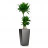 Драцена фрагранс Компакта 3 ст в кашпо Lechuza Cubico 30 фото 2 &mdash; Luxury Plants