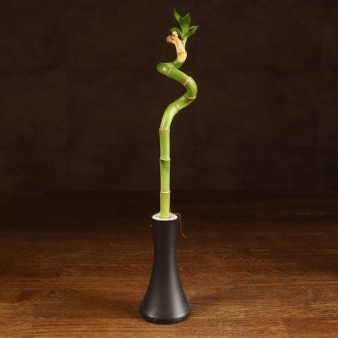 Бамбук 30 см спираль в колбе уценка &mdash; Luxury Plants
