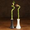 Бамбук 30 см спираль в колбе уценка фото 3 &mdash; Luxury Plants