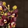 Орхидея Фаленопсис Chocolate Magic мультифлора 2ст фото 1 &mdash; Luxury Plants