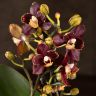 Орхидея Фаленопсис Chocolate Magic мультифлора 2ст фото 5 &mdash; Luxury Plants