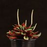 Пеперомия Каперата Россо д10 фото 4 &mdash; Luxury Plants