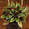 Пеперомия Каперата Россо д10 фото 2 &mdash; Luxury Plants