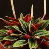 Пеперомия Каперата Россо д10 фото 3 &mdash; Luxury Plants