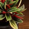 Пеперомия Каперата Россо д10 фото 5 &mdash; Luxury Plants