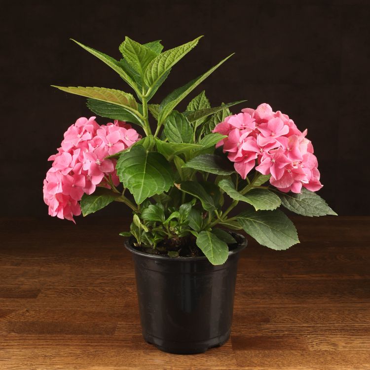 Гортензия 35/15 розовая фото 1 &mdash; Luxury Plants