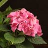Гортензия 35/15 розовая фото 3 &mdash; Luxury Plants